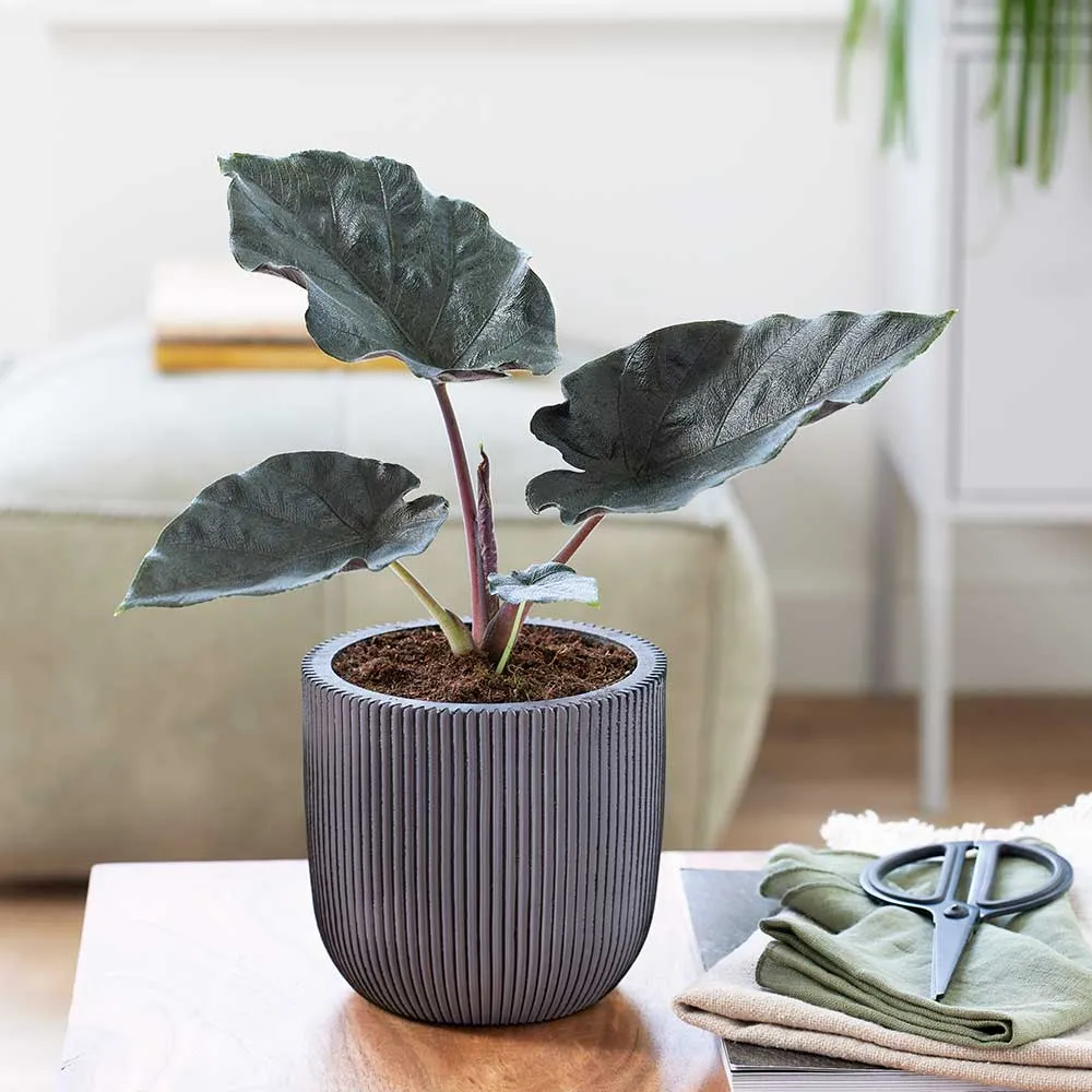 20 - 30cm Alocasia Antoro Elephant Ear 10cm Pot House Plant