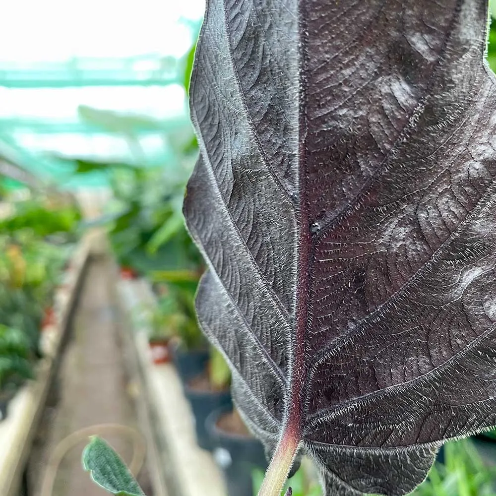 20 - 30cm Alocasia Antoro Elephant Ear 10cm Pot House Plant