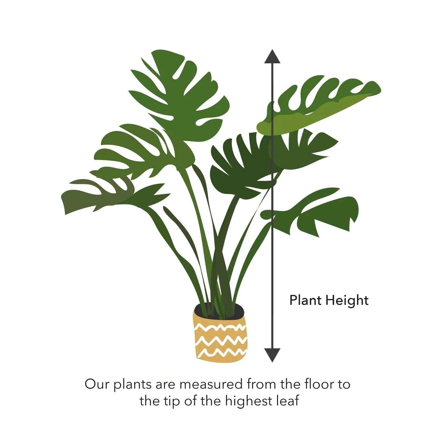 Alocasia Black Velvet Elephant Ear House Plant 6cm Pot