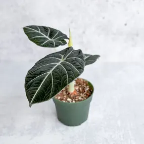 Alocasia Reginula 'Black Velvet' - 4.5 Inch
