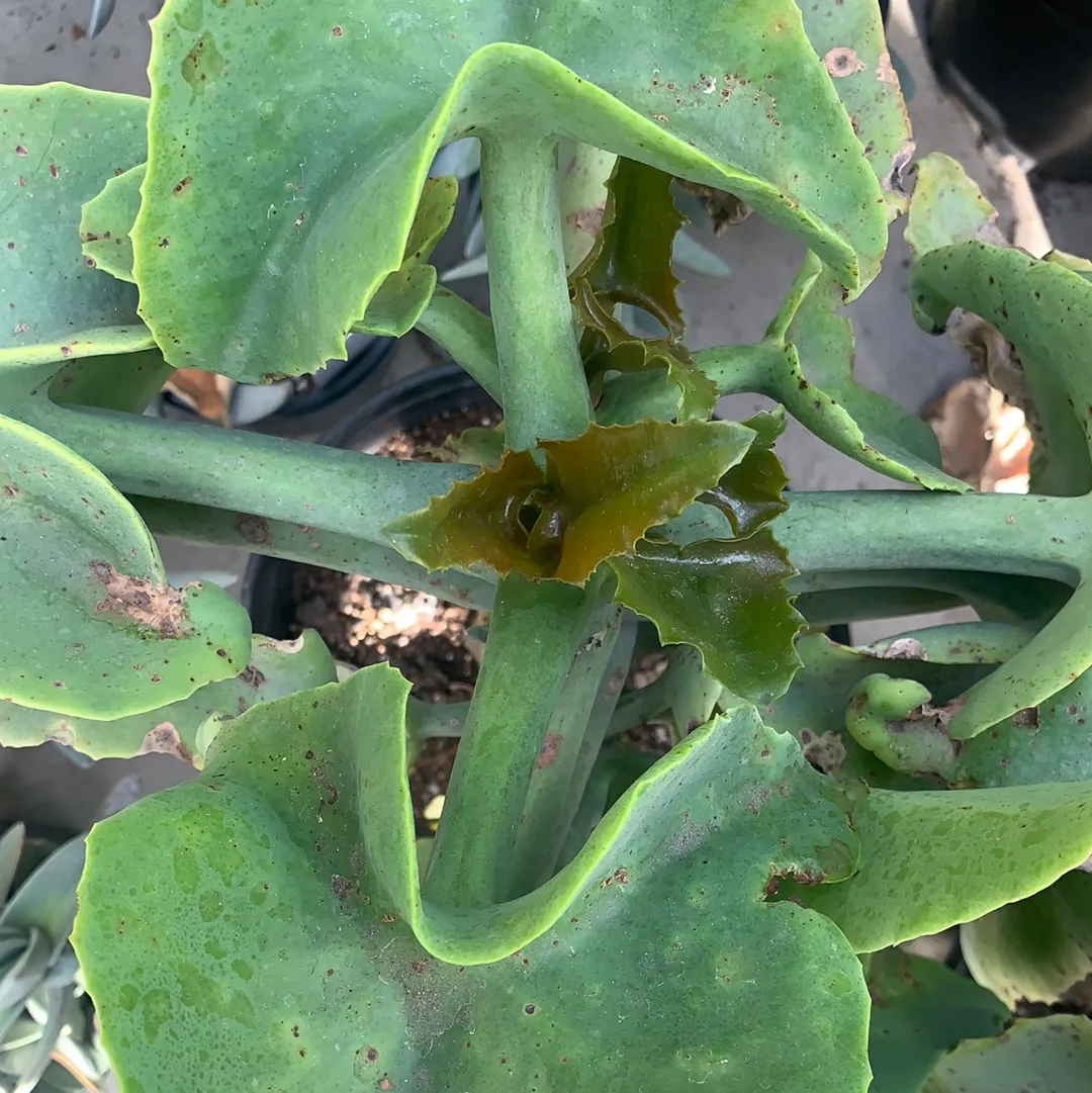 Kalanchoe beharensis 'Furless'